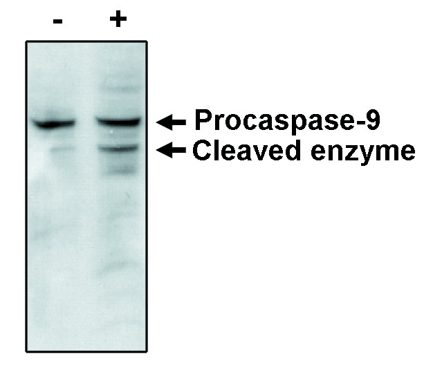 Western blot analysis using Caspase-9 antibody on MCF-7 cells negative (-) and positive (+) for caspase-3 and showing the proenzyme form of caspase-9 and one of the cleavage products after treatment with thapsigargin for 48 hours.